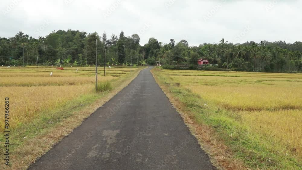 A village road through a paddy field ready to harvest A village road through a paddy field ready to harvest