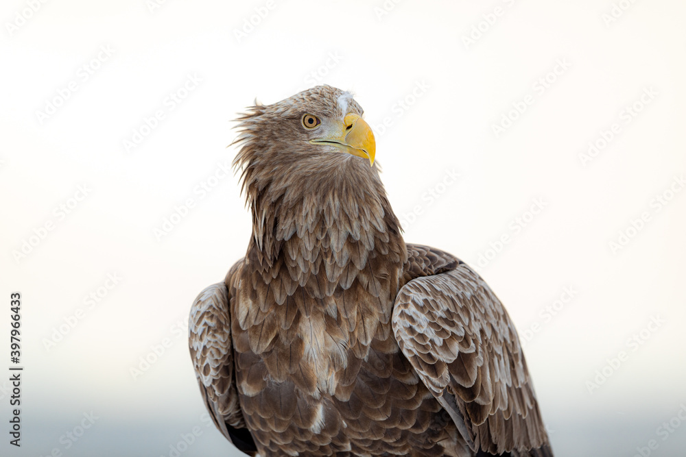 Fototapeta premium 何かを見つめるオジロワシ