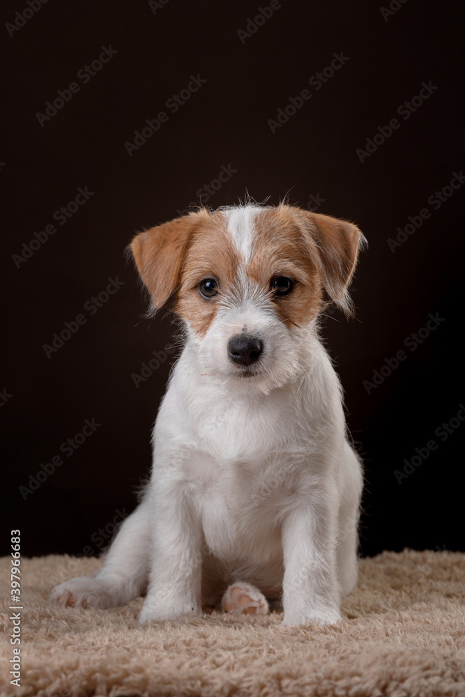 Dog on a on a dark background. sweet jack russell terrier puppy, wire-haired. 