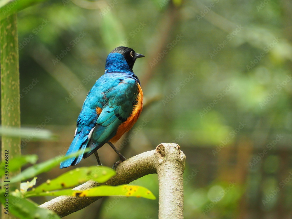 Obraz premium OLYMPUS DIGITAL CAMERA