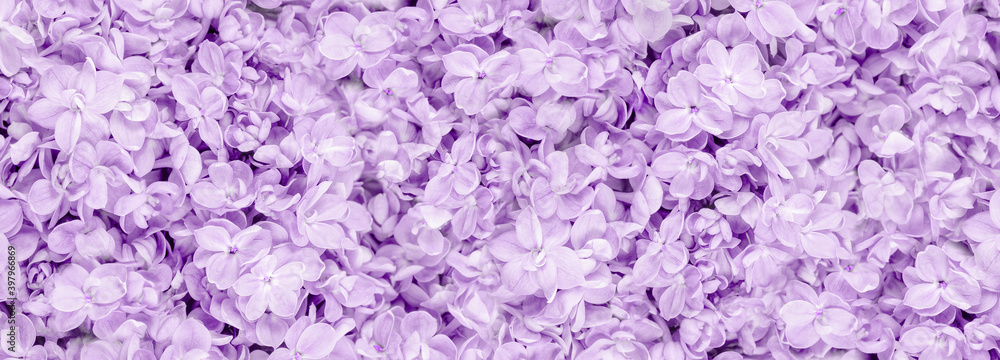 Lilac flowers closeup on tender violet background. Full frame. Spring flowers for birthday Mothers or Womens Day greeting card. Copy space. Wedding border banner. monochrome amethyst banner