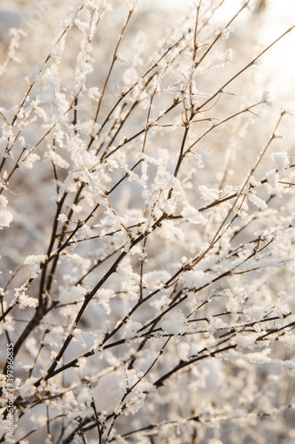 Thin twigs of cherries in the snow. The snow looks like small flowers. The twigs are highlighted in the back by the setting sun. High quality photo