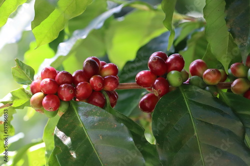 coffee beans in coorg - A close-up view of red coffee beans or cherries  grown in southern part of Karnataka, India.