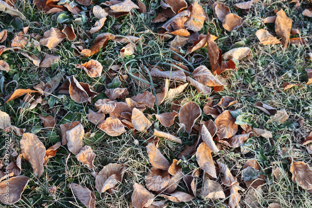 Close-up of frost on dry brown fallen leaves on grass at dawn on winter Close-up of frost on dry brown fallen leaves on grass at dawn on winter