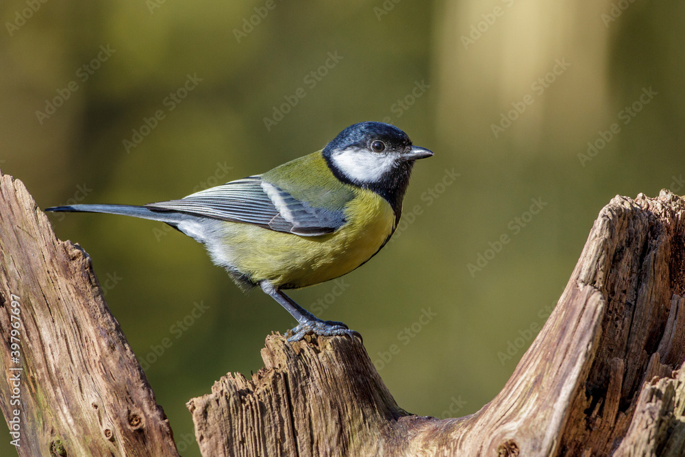 Obraz premium Kohlmeise (parus major)