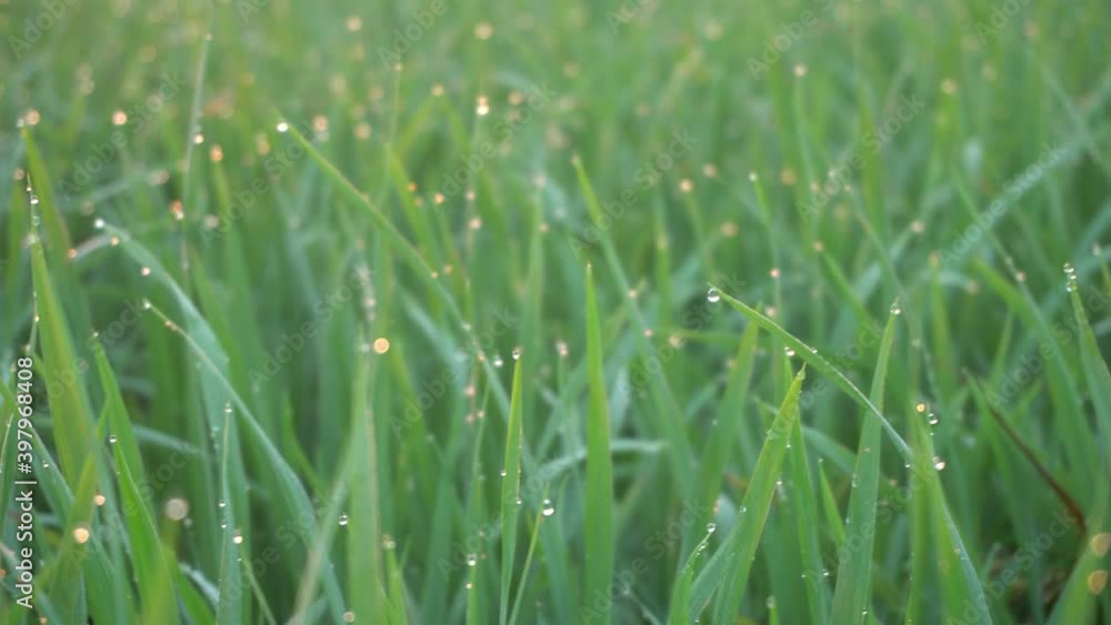 Morning view of droplet water at green paddy field. Morning view of droplet water at green paddy field.