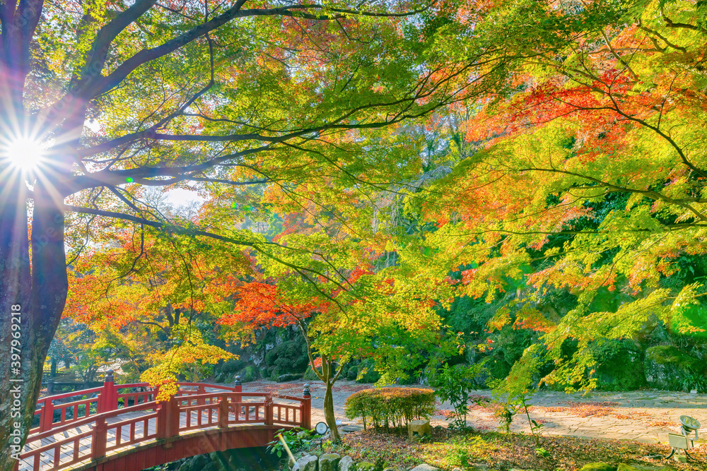 静岡県熱海市　早朝の熱海梅園の紅葉　もみじ祭り	
