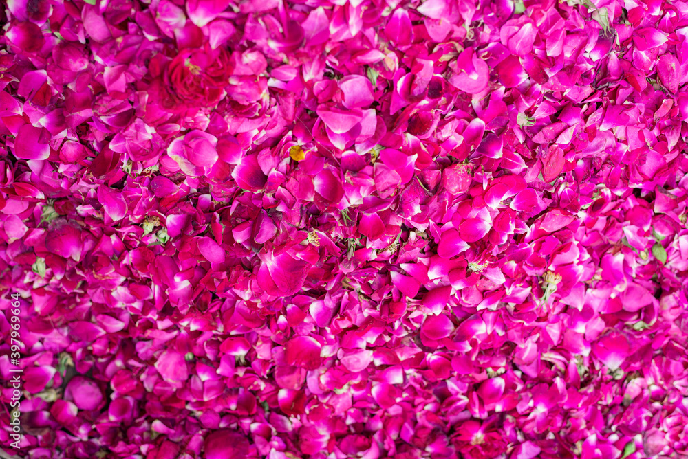 pink rose petals in market place in large quantity