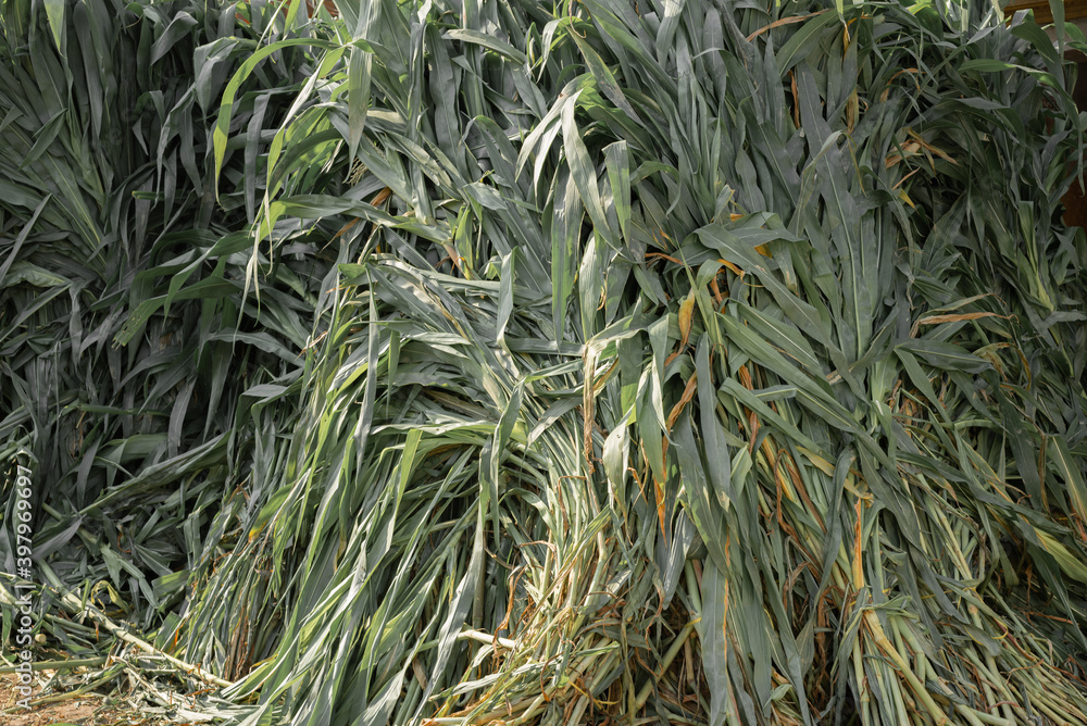 Fototapeta premium plants to make animals food also called chaara