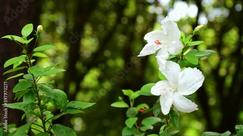 white hibiscus flowers swaying in the garden