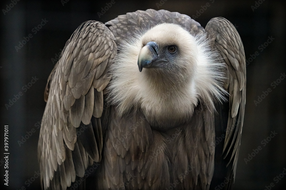 Raubvogel Raubvogel