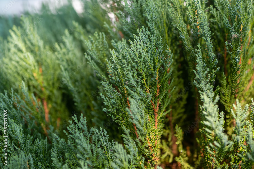 pine leaves tree green branch pine leaves tree green branch