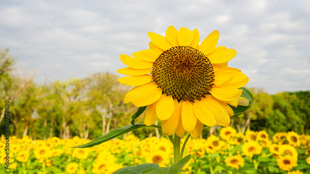 Φωτογραφία Field of sunflower plant, yellow petals bloom on green leaves in garden