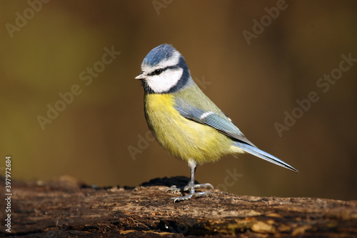 The Eurasian blue tit (Cyanistes caeruleus) sittink on the trunkm. Little songbird with a blue head and yellow belly with a brownish background.