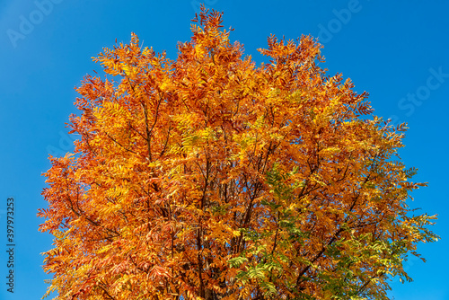 Die Baumkrone eines Speierlings mit gelb verfärbtem Herbstlaub vor blauem Himmel photo