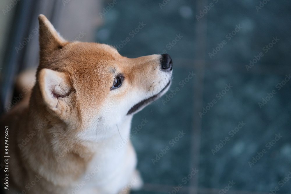 close up one quiet Shiba Inu dog's profile face close up one quiet Shiba Inu dog's profile face