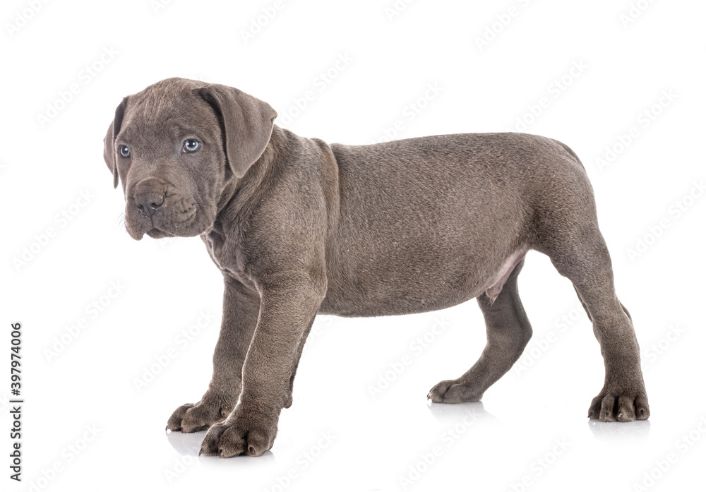 Fototapeta premium puppy cane corso
