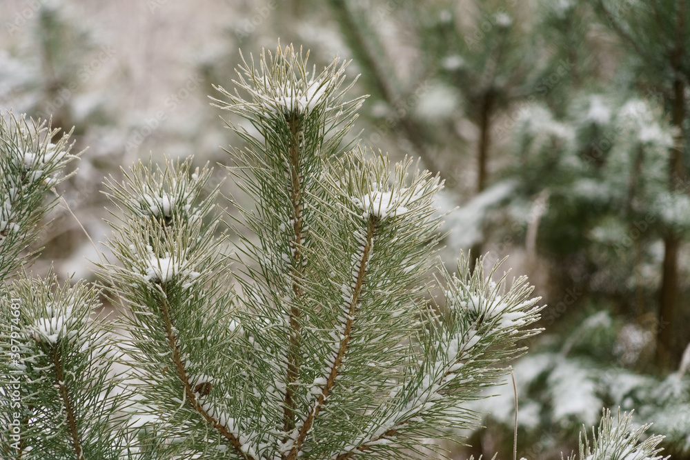 spruce branches in the winter forest
