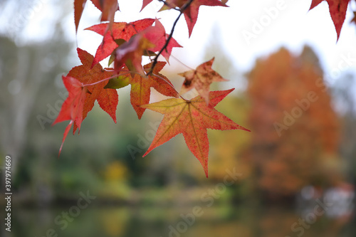 Leaves on tree branch during autumn