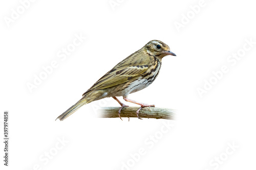 Olive-Backed Pipit perching on a perch