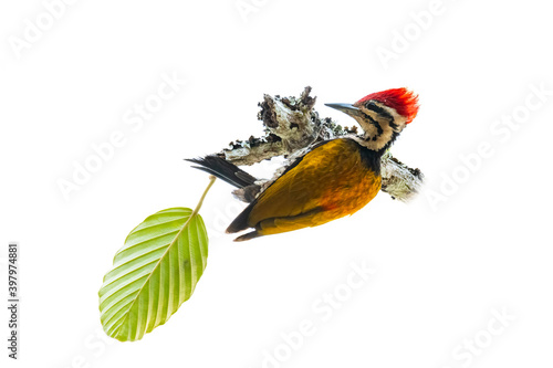 Common Flameback perching on a tree branch