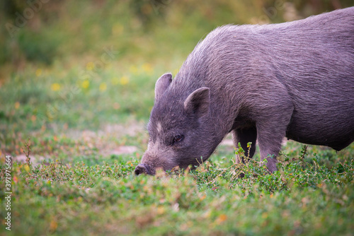 Vietnamese Pot-bellied pig on grass