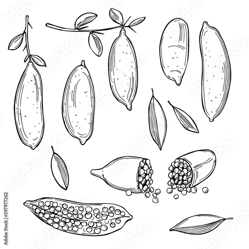 Australia finger limes