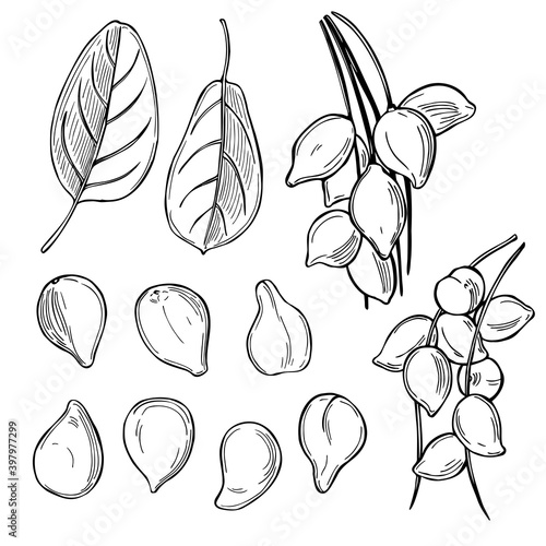 Kakadu plum. Vector  illustration.
