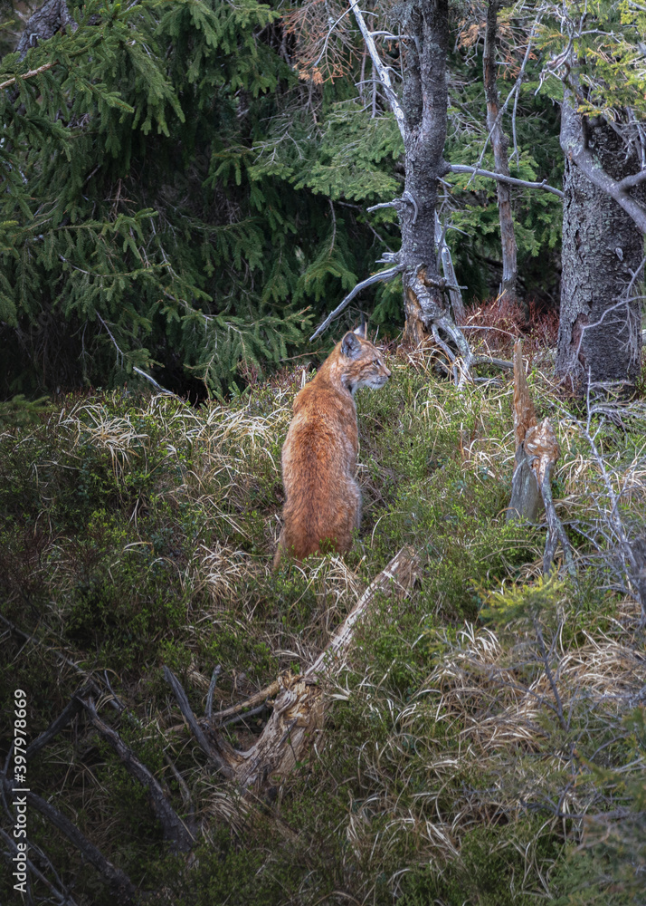 Wild and elusive Lynx lynx carpathicus in a romanian forest. The Carpathian lynx is a subspecies of the Eurasian lynx found in the Carpathian Basin of Romania, Slovakia and Hungary Wild and elusive Lynx lynx carpathicus in a romanian forest. The Carpathian lynx is a subspecies of the Eurasian lynx found in the Carpathian Basin of Romania, Slovakia and Hungary
