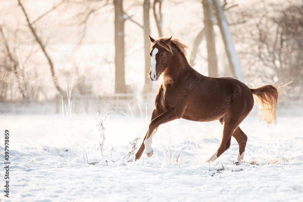 Pony im Schnee