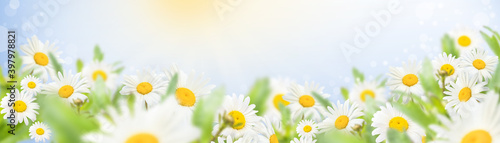 White chamomile on a meadow against a blue sky with rays of a bright sun