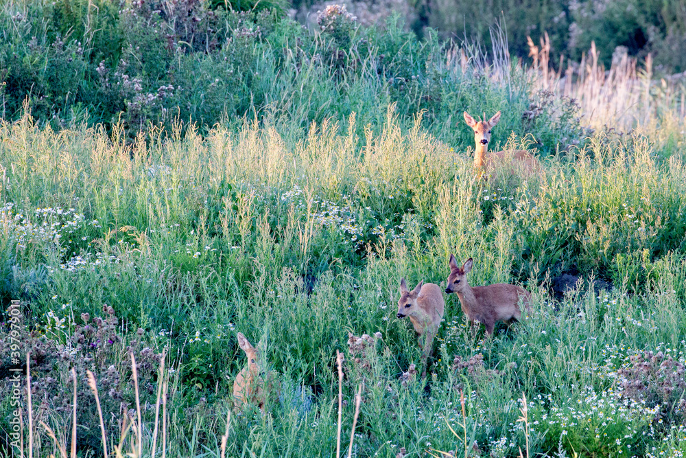Φωτογραφία A group of European roe deer (Capreolus capreolus) in the dunes on the north sea island Juist, East Frisia, Germany, Europe, in early morning light