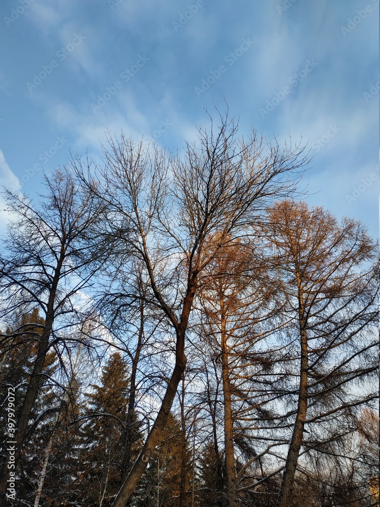 Trees in the winter forest against the blue sky
Trees in the winter forest against the blue sky
