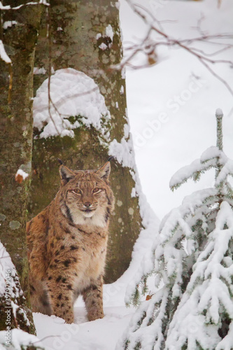 Eurasian lynx  Lynx lynx  in the snow in the animal enclosure in the Bavarian Forest National Park  Bavaria  Germany.