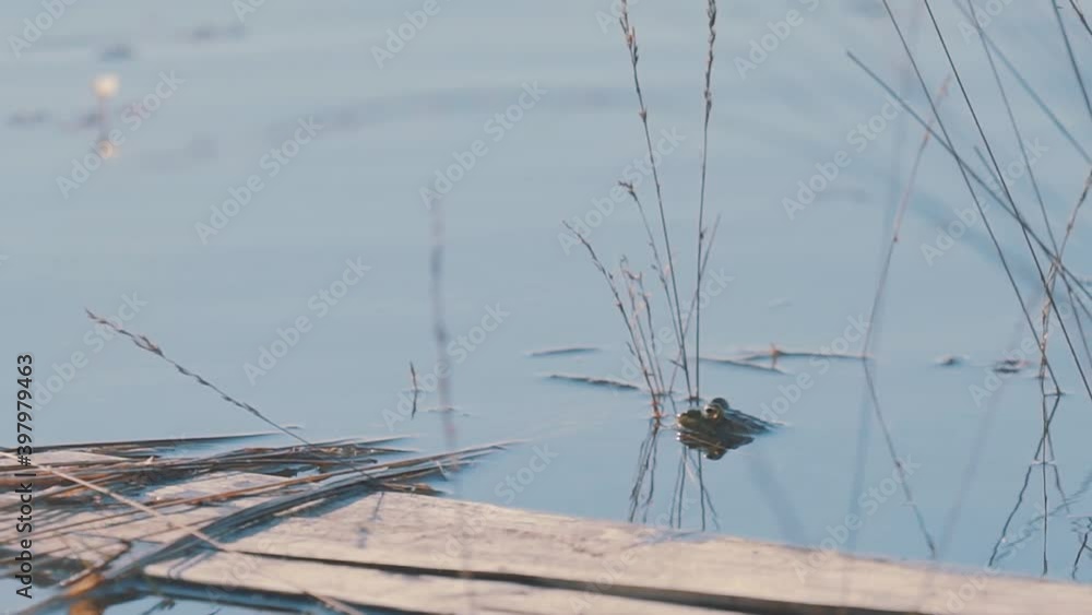 Frog hides and camouflages self in reedy pond, medium shot Frog hides and camouflages self in reedy pond, medium shot