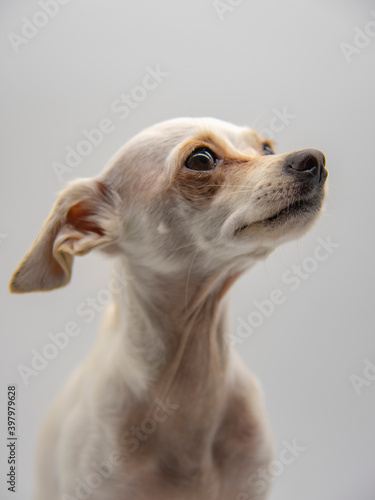 Portrait of a dog, a Russian toy Terrier, with large sad eyes on a light gray background.