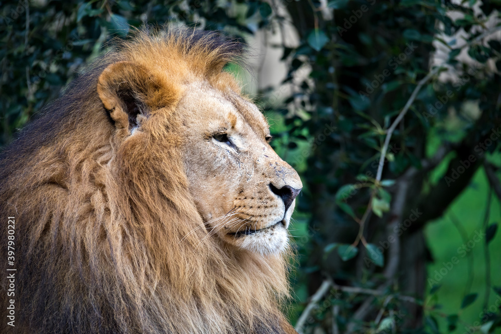 head portrait of majestic male of Southwest African lion or Katanga lion, Panthera leo bleyenberghi