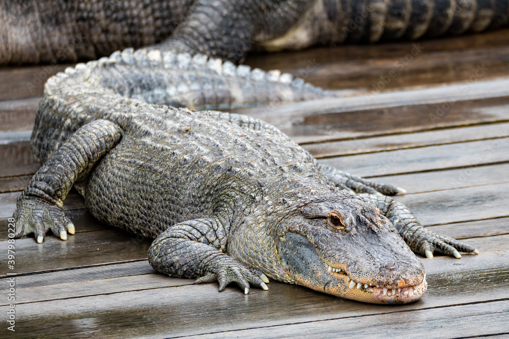 Fototapeta premium Large menacing danger reptile, big American alligator (Alligator mississippiensis)