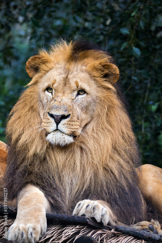 head portrait of majestic male of Southwest African lion or Katanga lion  Panthera leo bleyenberghi