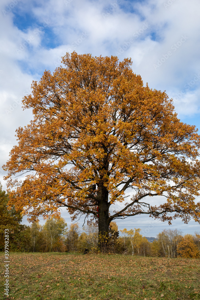 Naklejka premium Oak tree with golden autumn foliage in sunny day. Colorful autumn landscape.