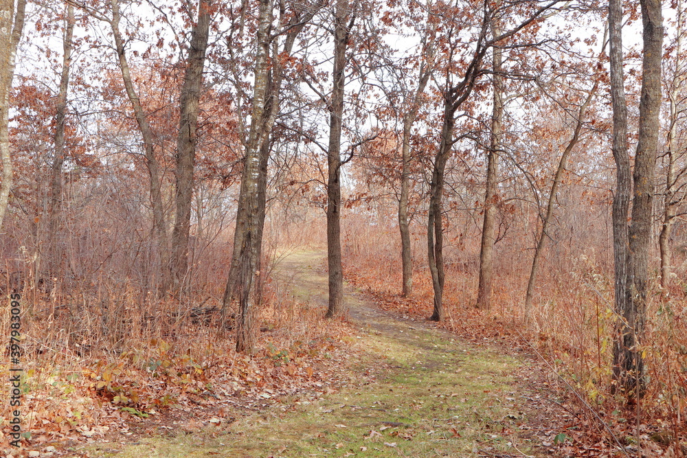 path in autumn forest