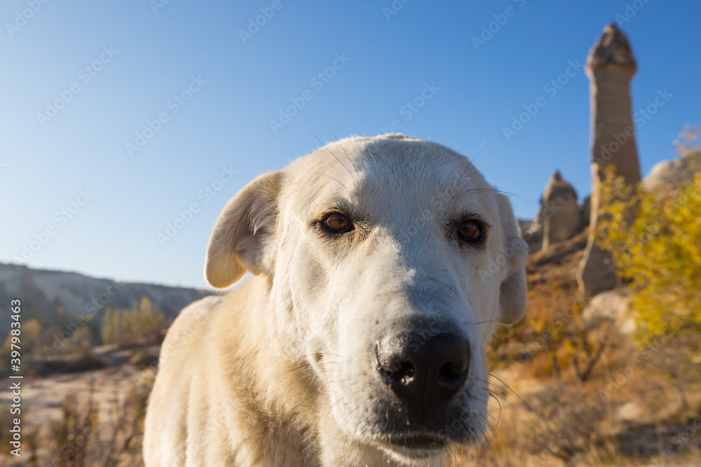 Dog in Cappadocia