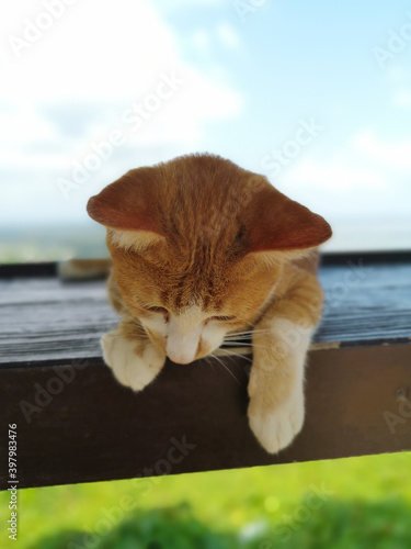 The orange cat is looking down