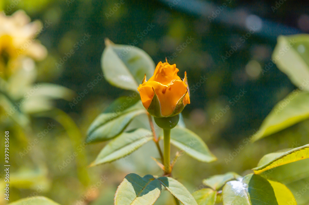 Rose Banzai Orange yellow rose bud in the park garden close up view Rose Banzai Orange yellow rose bud in the park garden close up view