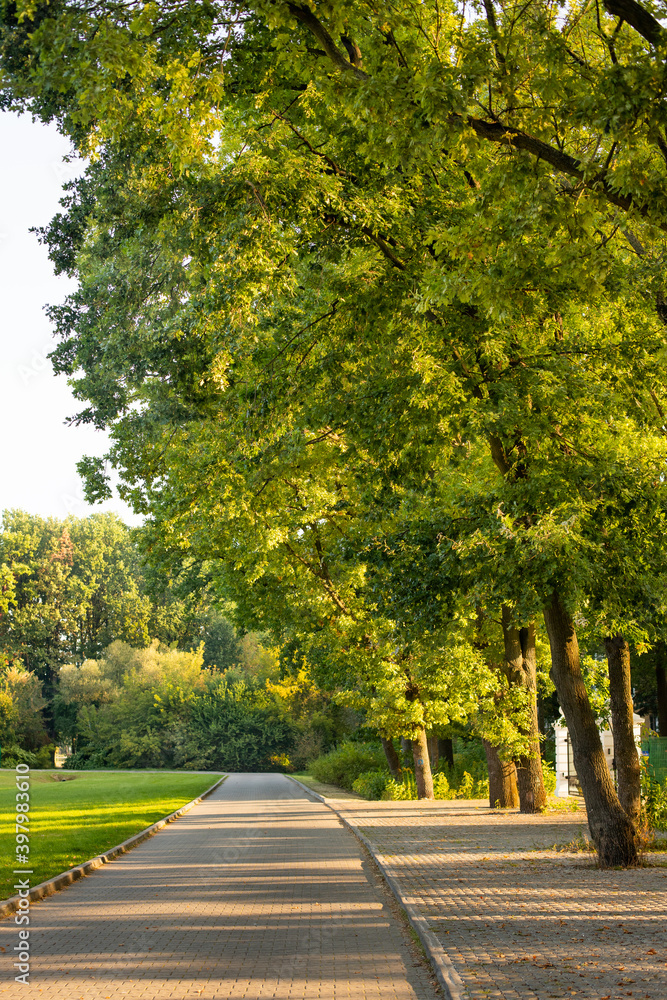 Obraz premium Oak-lined avenue.