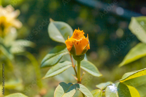 Rose Banzai Orange yellow rose bud in the park garden close up view