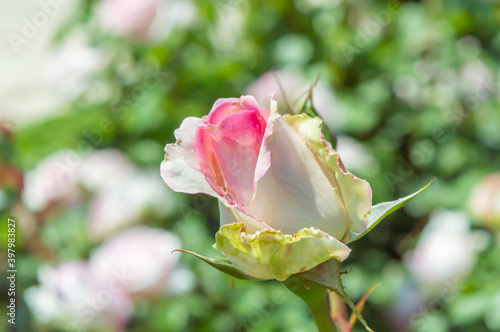 Rose Honore de Balzac Pink rose bud in the park garden close up view