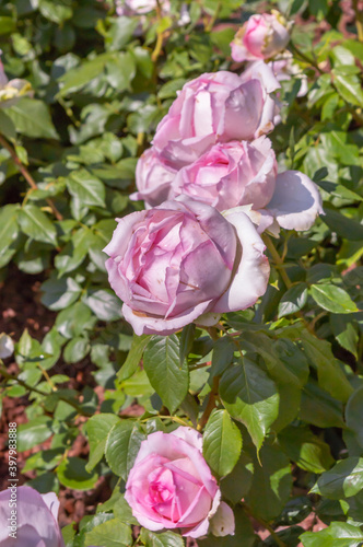 Rose Honore de Balzac Pink roses in the park garden close up view