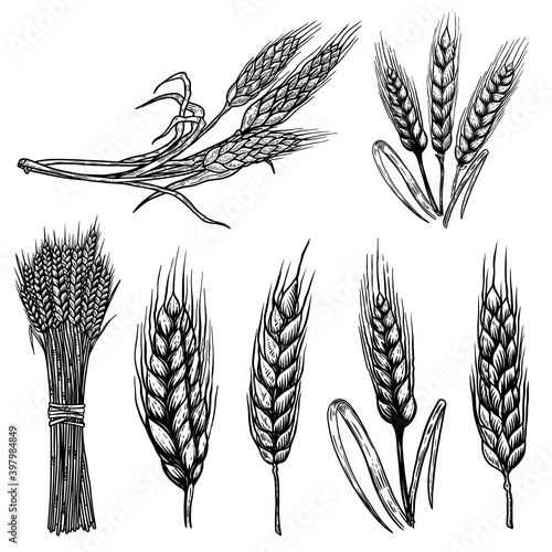 Set of illustrations of wheat spikelets in engraving style. Design element for poster, card, banner, sign. Vector illustration
