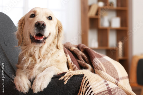 Photography Cute dog covered with warm plaid at home